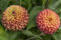 Zinnie 'Queeny Lime Orange'