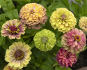 Zinnie 'Queeny Lime with Blotch'