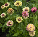 Zinnie 'Queeny Lime with Blotch'