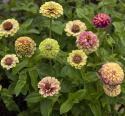 Zinnie 'Queeny Lime with Blotch'