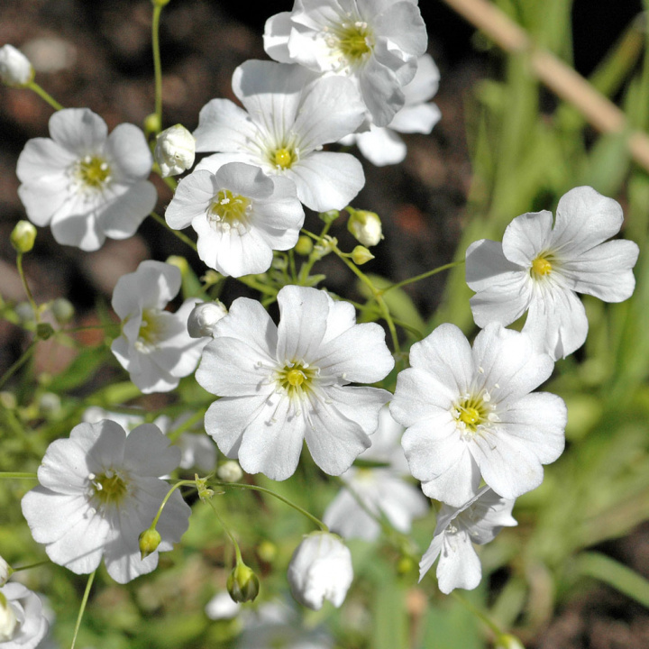Schleierkraut 'Covent Garden'
