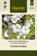 Schleierkraut 'Covent Garden'