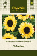 Sonnenblume 'Valentine'
