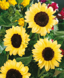 Sonnenblume 'Valentine'