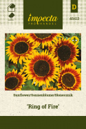Sonnenblume 'Ring Of Fire'