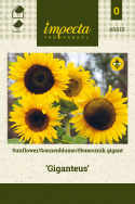 Sonnenblume 'Giganteus'