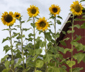 Sonnenblume 'Giganteus'