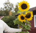 Sonnenblume 'Giganteus'