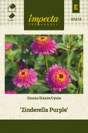 Zinnie 'Zinderella Purple'