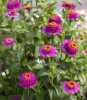 Zinnie 'Zinderella Purple'