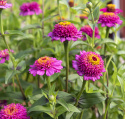Zinnie 'Zinderella Purple'