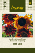 Sonnenblume 'Red Sun'