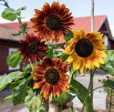 Sonnenblume 'Red Sun'