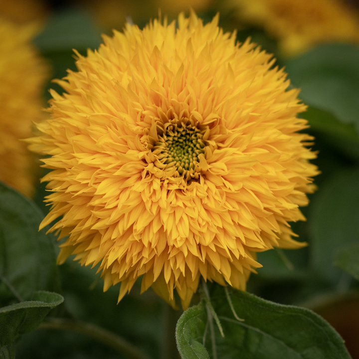 Sonnenblume 'Teddy Bear'