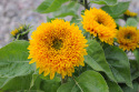 Sonnenblume 'Teddy Bear'