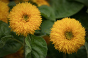 Sonnenblume 'Teddy Bear'