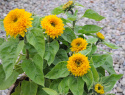 Sonnenblume 'Teddy Bear'