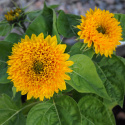 Sonnenblume 'Teddy Bear'