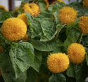 Sonnenblume 'Teddy Bear'