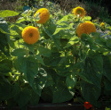 Sonnenblume 'Teddy Bear'
