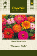 Zinnie 'Glamour Girls'
