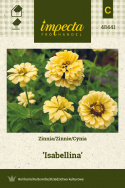 Zinnie 'Isabellina'
