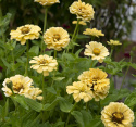 Zinnie 'Isabellina'