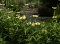 Zinnie 'Isabellina'