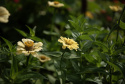 Zinnie 'Isabellina'