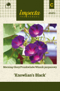 Purpur-Prunkwinde 'Knowlian's Black'