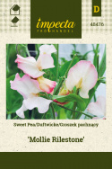 Duftwicke 'Mollie Rilestone'