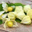 Physalis/Andenbeere 'Preciosa'