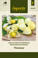 Physalis/Andenbeere 'Preciosa'