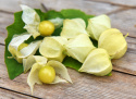 Physalis/Andenbeere 'Preciosa'