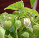 Physalis/Andenbeere 'Preciosa'