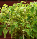 Physalis/Andenbeere 'Preciosa'