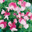 Zwerg-Duftwicke 'Cupid Pink'