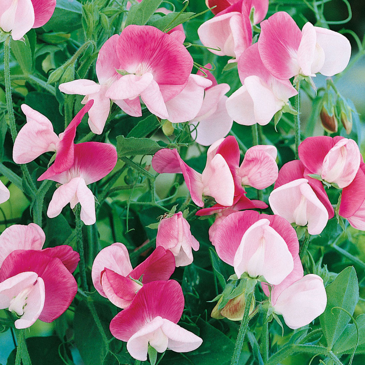 Zwerg-Duftwicke 'Cupid Pink'