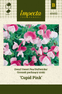 Zwerg-Duftwicke 'Cupid Pink'