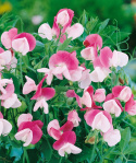 Zwerg-Duftwicke 'Cupid Pink'