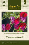 Duftwicke 'Franciscus Cupani'