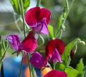 Duftwicke 'Franciscus Cupani'