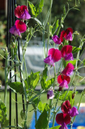 Duftwicke 'Franciscus Cupani'