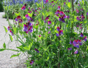 Duftwicke 'Franciscus Cupani'
