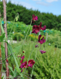 Duftwicke 'Black Knight'