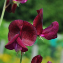 Duftwicke 'Black Knight'