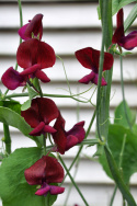 Duftwicke 'Black Knight'