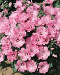 Bechermalve 'Silver Cup'