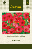 Roter Lein 'Rubrum'