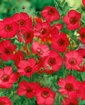 Roter Lein 'Rubrum'